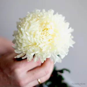 White Football Mum Flower